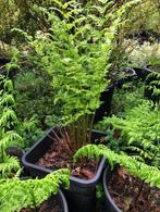 Varen tuinplant, staan in de kuip , dus zo mee . 60 cm, Tuin en Terras, Planten | Tuinplanten, Ophalen, Vaste plant, Varens, Halfschaduw