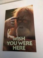 WISH ,YOUWERE HERE.  -  AAP, Ophalen of Verzenden, Voor 1920, Overige thema's