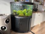 Juwel aquarium trigon 190, inclusief kast, Ophalen, Gebruikt, Gevuld zoetwateraquarium