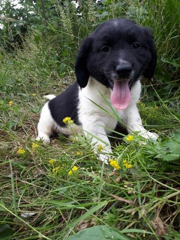 Friese Stabij X Border Collie kruising pups beschikbaar voor biedingen