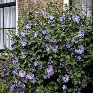 Hibiscus planten paars vast winterhard vanaf €2,00 beschikbaar voor biedingen
