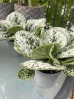 STREPTOCARPUS “PRETTY TURTLE”, Huis en Inrichting, Ophalen of Verzenden, Overige soorten, Minder dan 100 cm