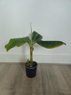 Bananenboom (Musa Dwarf Cavendish), Ophalen of Verzenden