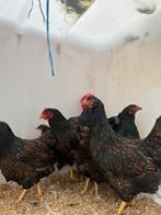 Prachtige mooie barnevelders (groot), Dieren en Toebehoren, Pluimvee