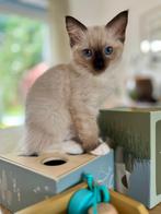 Ragdoll Kittens, Dieren en Toebehoren, Meerdere dieren, Gechipt, 0 tot 2 jaar