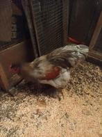 12 Brahma hanen grote soort, Dieren en Toebehoren, Pluimvee, Mannelijk, Kip