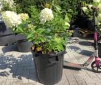 Pluim hortensia 2 stuks pluimhortensia in een pot, Vaste plant, Halfschaduw, Zomer, Ophalen