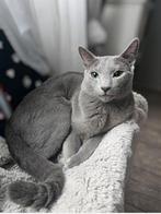 Ervaren Blauwe Rus Kater beschikbaar voor dekkingen, 0 tot 2 jaar