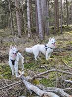 Nestaankondiging witte herders, 8 tot 15 weken, Meerdere, Meerdere dieren, Herder