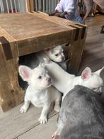 Franse Bulldog pups!!!  Wij mogen verhuizen!!!, Dieren en Toebehoren, Honden | Bulldogs, Pinschers en Molossers, CDV (hondenziekte)