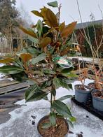 Groenblijvende Magnolia., Tuin en Terras, Planten | Bomen, Ophalen, Lente, Halfschaduw, Overige soorten