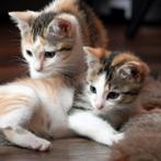 Gezocht, Dieren en Toebehoren, Katten en Kittens | Overige Katten, Poes
