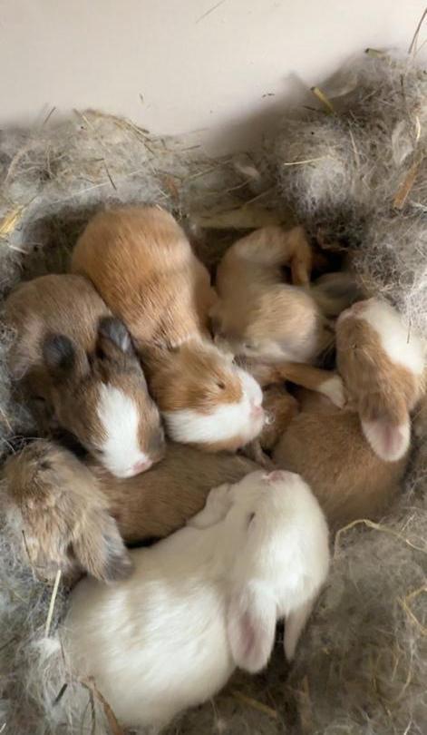 Nu te reserveren: 7 raszuivere MiniLop konijntjes., Dieren en Toebehoren, Konijnen, Dwerg, Geslacht onbekend