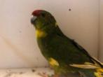 Kakariki van 2025 EK groen wildkleur met wat bont, Dieren en Toebehoren, Vogels | Parkieten en Papegaaien, Meerdere dieren, Parkiet