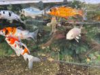 Koi karpers en een zonnebaars, Dieren en Toebehoren, Karper of Koi