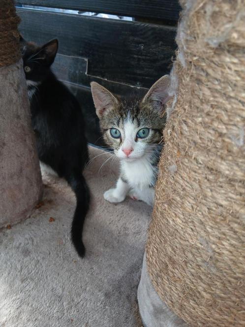 Prinsesje mag weg  ze is 10 weken, Dieren en Toebehoren, Katten en Kittens | Overige Katten, Meerdere dieren