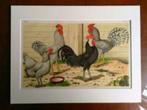 Litho Nuyens Bungartz Lubbert Pluimvee Vogels Kip Haan 1883, Antiek en Kunst, Kunst | Litho's en Zeefdrukken, Ophalen of Verzenden