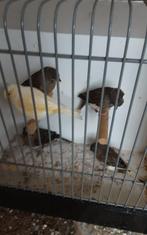 Kanaries 10 stuks, Dieren en Toebehoren, Vogels | Kanaries, Meerdere dieren, Kleurkanarie