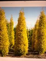 GOUD-IEP  ( Ulmus hollandica Wredei ) 6 stuks, Halfschaduw, Overige soorten, Lente, 250 tot 400 cm