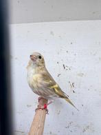 Europese sijzen, Vrouwelijk, Wildzangvogel, Geringd