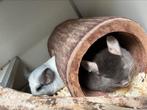 Eevee en Vaiana, chinchilla vrouwtjes bont en chocolate, Dieren en Toebehoren, Vrouwelijk, Chinchilla