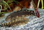Aanbieding!!! Pseudogastromyzon ocellatus!!!  , Dieren en Toebehoren, Vissen | Aquariumvissen, Vis, Zoetwatervis