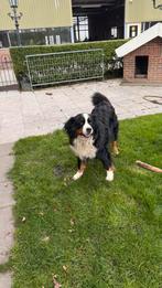 Berner Sennen kruizing Appenzeller, Dieren en Toebehoren, Teef, Eén hond, Nederland, Particulier