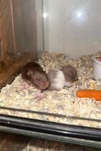 Baby goudhamsters 🐹, Hamster, Mannelijk, Tam, September