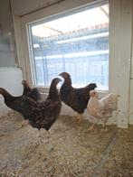 Wyandotte dwerg 5 stuks, Dieren en Toebehoren, Pluimvee, Vrouwelijk, Kip
