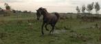️Zeer mooie FRIES x ARABIER jaarling hengst, Dieren en Toebehoren, Paarden, Hengst, Gechipt, 0 tot 2 jaar