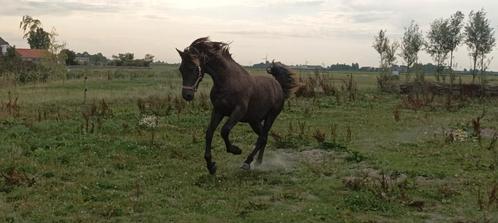 ️Zeer mooie FRIES x ARABIER jaarling hengst, Dieren en Toebehoren, Paarden, Hengst, 0 tot 2 jaar, Met stamboom, Gechipt, Ontwormd