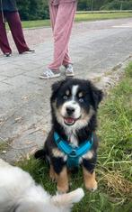 Petlando Y-tuig, donkerblauw. Maat S, Ophalen, Gebruikt