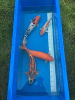 4 koi te koop sanke benigoi kohaku, Dieren en Toebehoren, Vissen | Vijvervissen, Karper of Koi