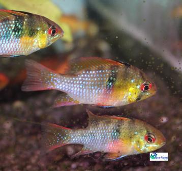 Mikrogeophagus ramirezi beschikbaar voor biedingen