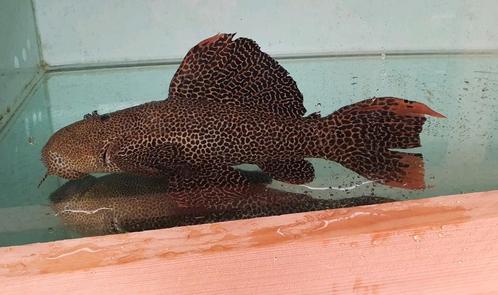 35cm L114/L600 Pseudacanthicus Leopardus, Dieren en Toebehoren, Vissen | Aquariumvissen, Zoetwatervis, Vis