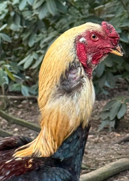Indio Gigante de Brasil broedeieren grootste kip ter wereld, Dieren en Toebehoren, Pluimvee, Kip