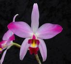 Deelstuk Laelia anceps, Ophalen of Verzenden, In pot, Halfschaduw, Minder dan 100 cm