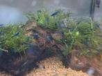 Blue velvet garnalen, Dieren en Toebehoren, Vissen | Aquariumvissen, Kreeft, Krab of Garnaal
