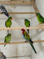 Gevraagd 3 Swiftparkiet poppen, Dieren en Toebehoren, Vrouwelijk, Parkiet, Geringd