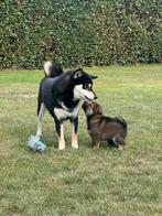 Shiba Inu pups met FCI stamboom, Dieren en Toebehoren, België, Particulier, Rabiës (hondsdolheid), 8 tot 15 weken