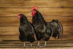 Australorp kriel | Rustige kippen I Jonge ingeënte dieren
