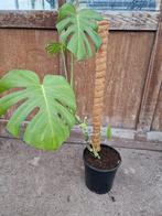 Monstera met mosstok - Goed geworteld!, Huis en Inrichting, Kamerplanten, Ophalen, Halfschaduw, Minder dan 100 cm