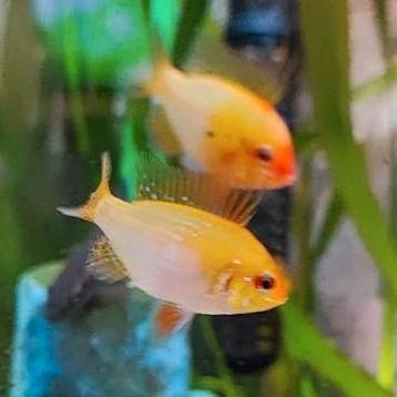Prachtig broedkoppel Antenne Baarsjes Mikrogeophagus ramirez beschikbaar voor biedingen