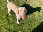 Blonde Labrador reu van 6 maandjes, Dieren en Toebehoren, Honden | Niet-rashonden, Rabiës (hondsdolheid), 15 weken tot 1 jaar