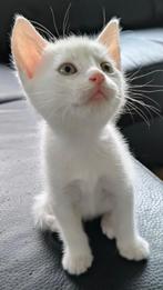 Kittens 8 weken oud // baby poesjes ‍, Meerdere dieren
