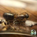 Camponotus barbaricus mieren kolonie, Dieren en Toebehoren, Insecten en Spinnen