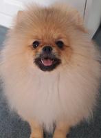 Pomeranian Spitz pups, Particulier, 15 weken tot 1 jaar, CDV (hondenziekte), Buitenland