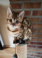 Bengaal kittens raszuiver met stamboom, Dieren en Toebehoren, Katten en Kittens | Raskatten | Korthaar, Poes, Gechipt, 0 tot 2 jaar