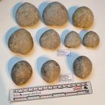 10 fossiele zee-egels krijt Spanje micraster en echinocorys, Ophalen of Verzenden, Spanje, 2 euro