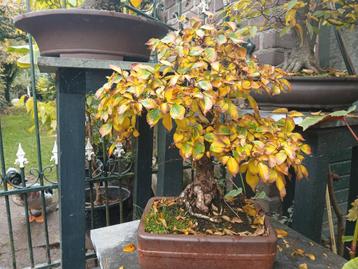 Zelkova nire, bonsai 45 a 50 jaar oud.  beschikbaar voor biedingen